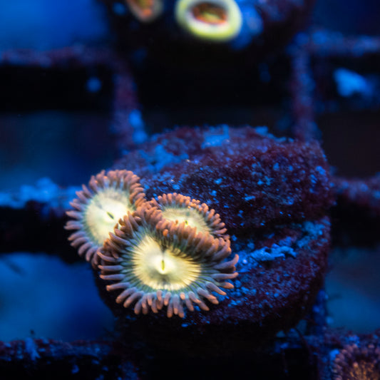 Flaming Fireballs Zoas