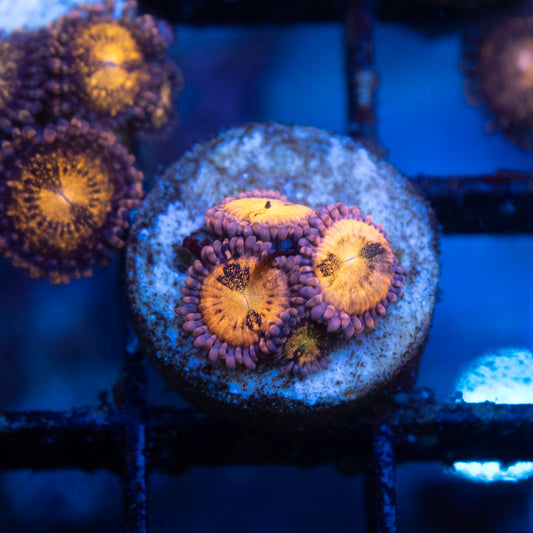 Hippie Duster Zoa
