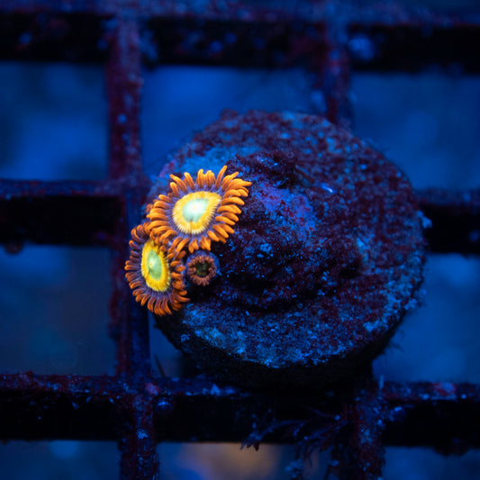 Shatterfield Zoa