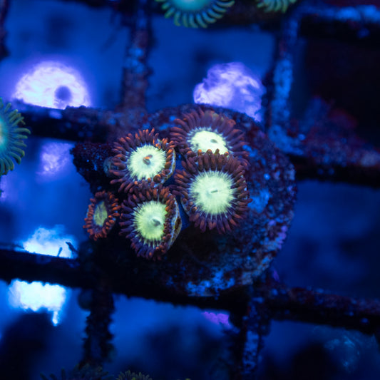 Firelight Zoas