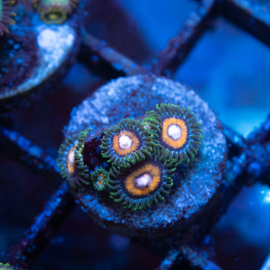Tidal Gardens C-137 Zoanthid