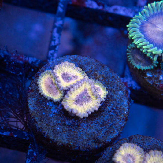 stratocaster zoanthid