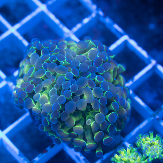 Hologram Hammer - AquaGemCorals
