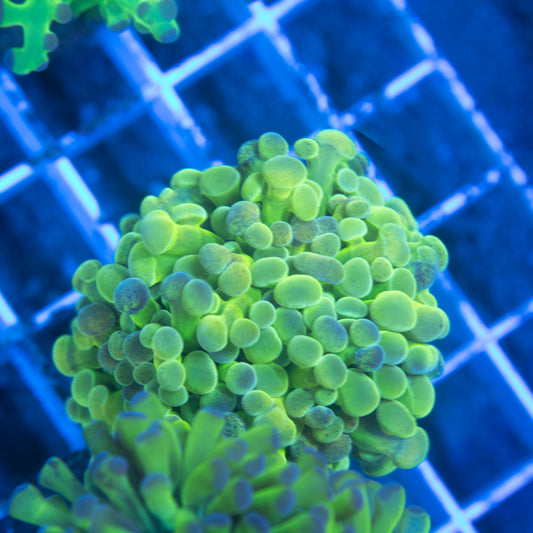 Green Hammer - AquaGemCorals