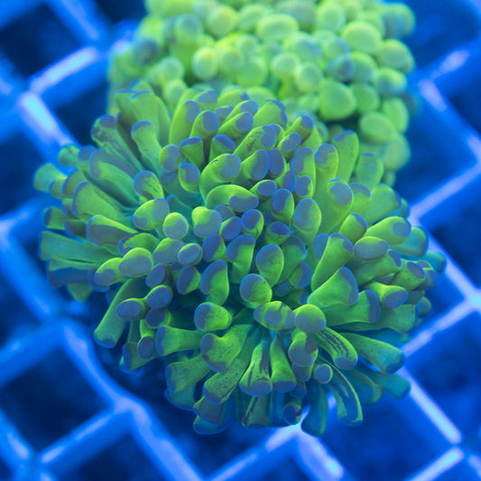 Purple Tip Reverse Hammer - AquaGemCorals