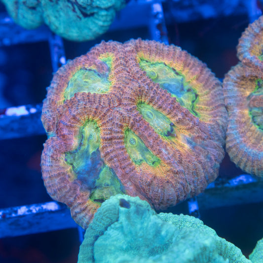 ACI Cultured Drunk Monkey Dipsastraea - AquaGemCorals