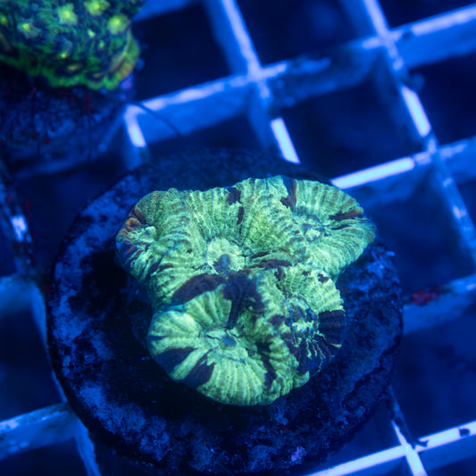 Splattered Goniastrea - AquaGemCorals
