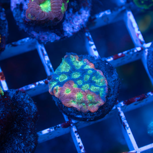 Jason Fox Day Glo Favites - AquaGemCorals