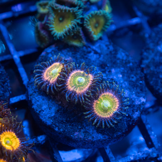 Assorted Zoas - AquaGemCorals