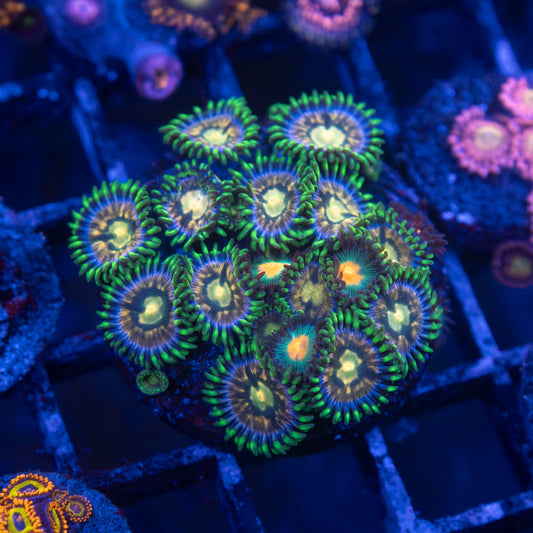 Nirvana Zoa - AquaGemCorals