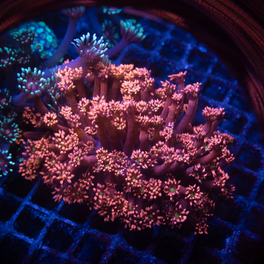Red Goniopora mini colony - AquaGemCorals