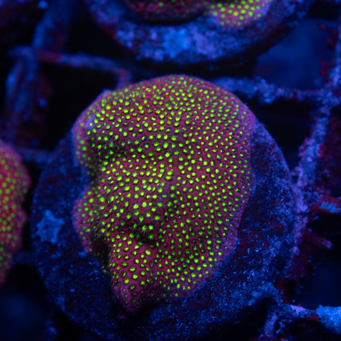 WWC Electric Daisy Stylocoeniella