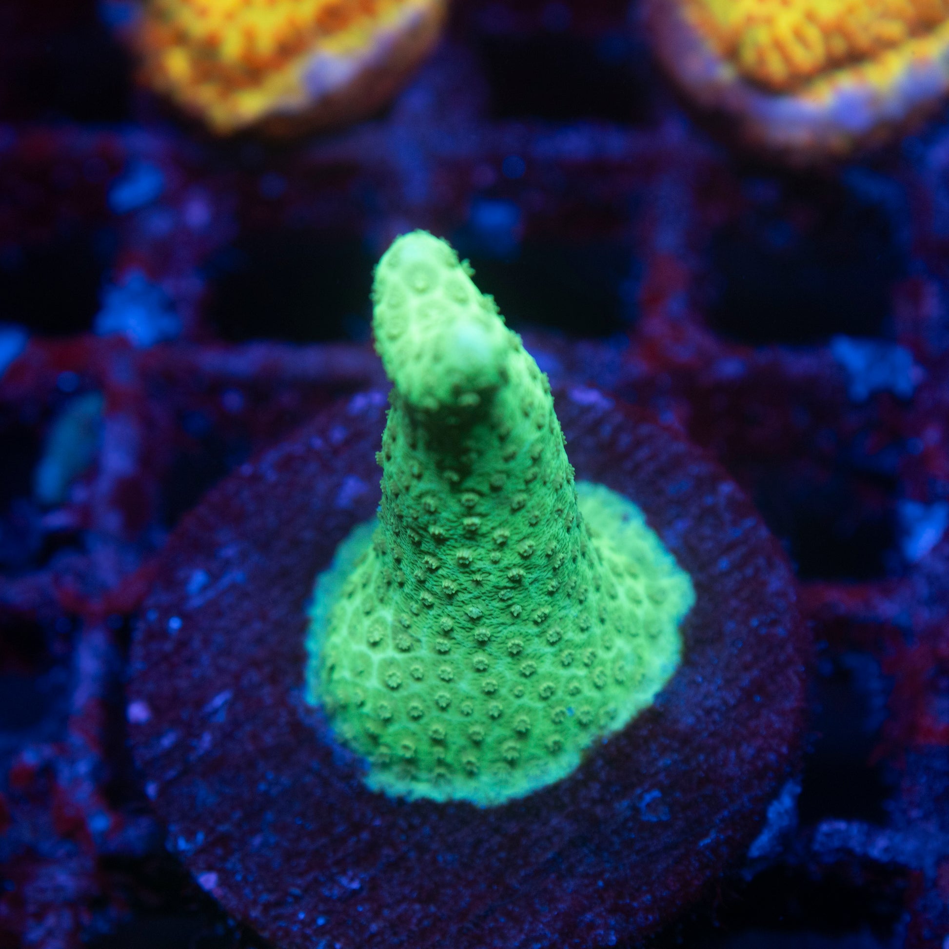 Fiji Yellow Porites - AquaGemCorals