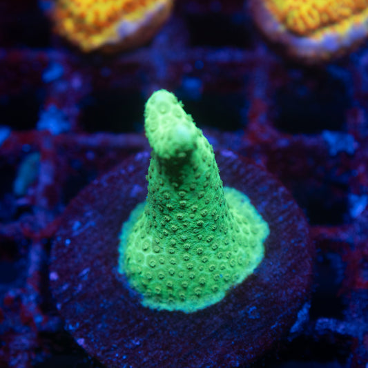 Fiji Yellow Porites - AquaGemCorals
