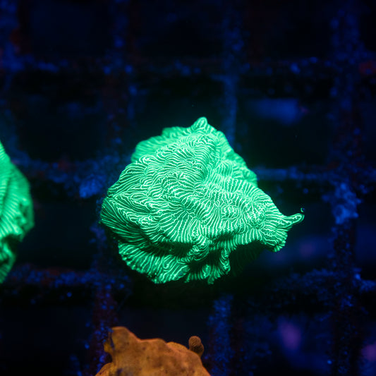 Poison Ivy Leptoseris - AquaGemCorals
