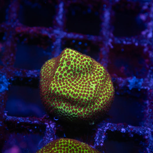 Stawberry Fields Porites - AquaGemCorals