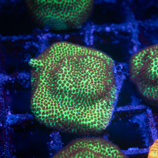 Stawberry Fields Porites - AquaGemCorals