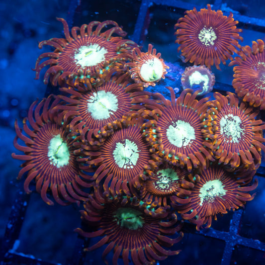 Magican Zoas