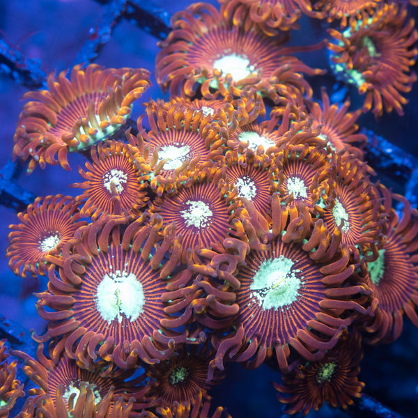Magican Zoas