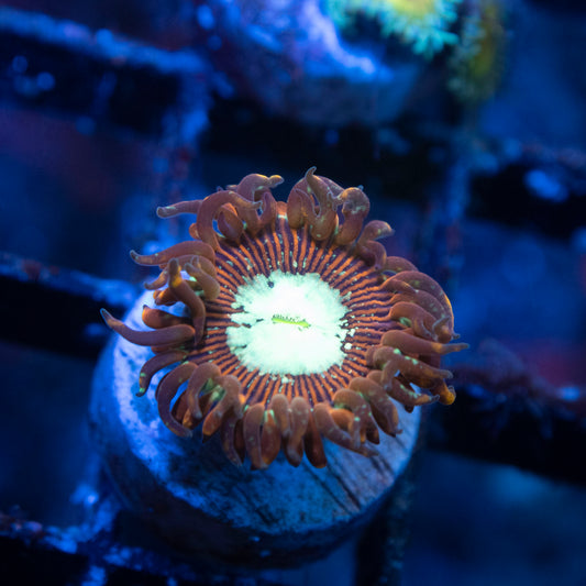 Magican Zoas
