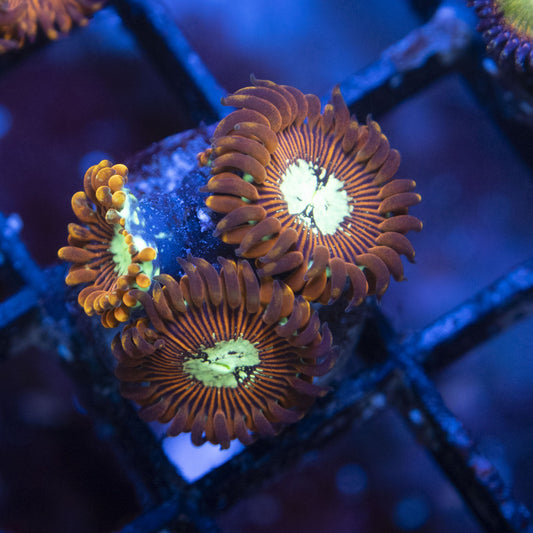 Magican Zoas