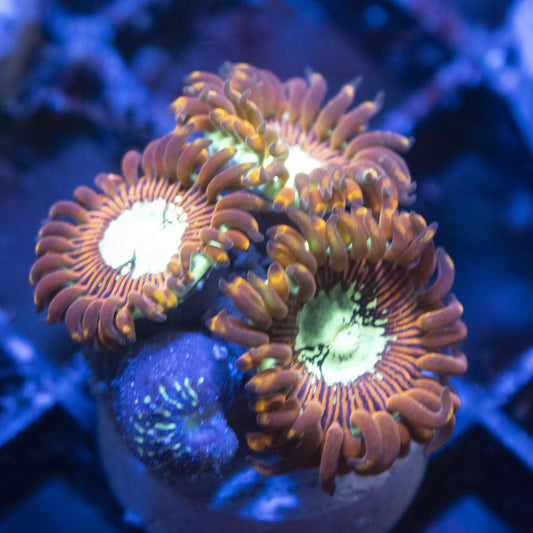 Magican Zoas