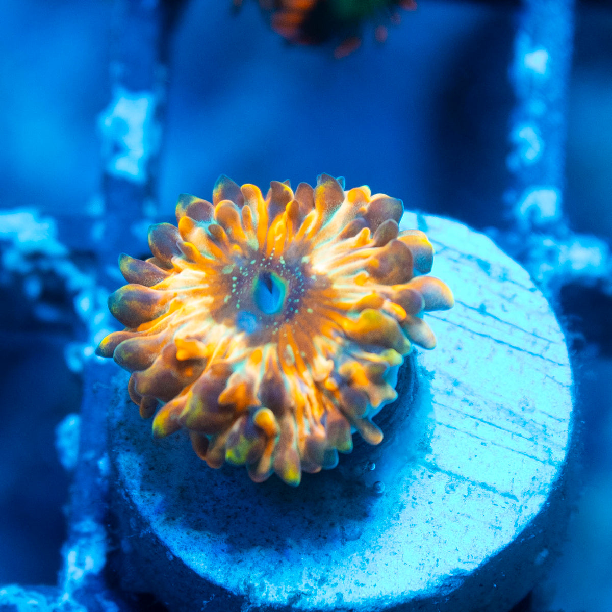 Magician Morph Zoa live reef coral - AquaGemCorals