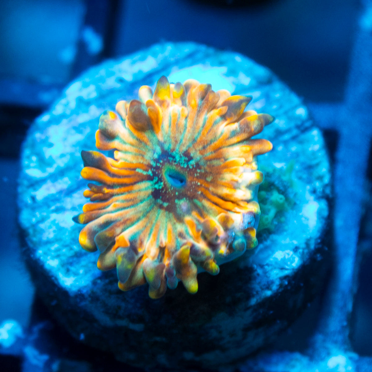 Magician Morph Zoa live reef coral - AquaGemCorals