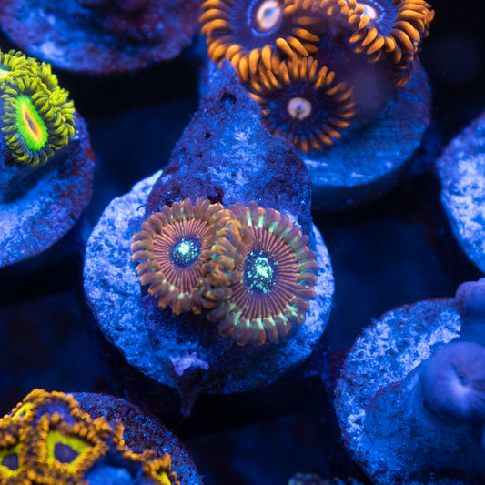 Magician Zoanthids