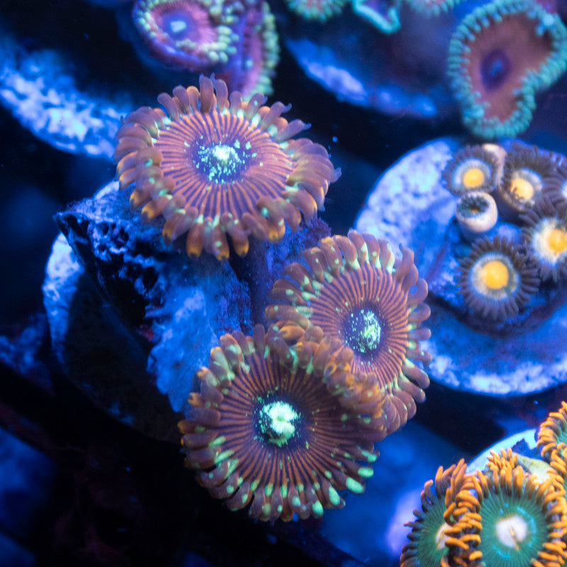 Magician Zoanthids