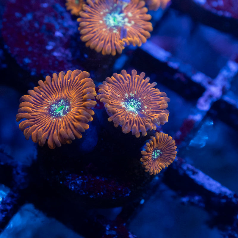 Magician Zoanthids