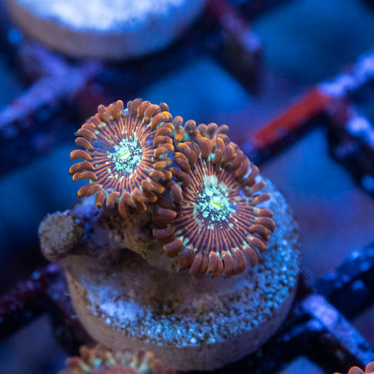 Magician Zoanthids