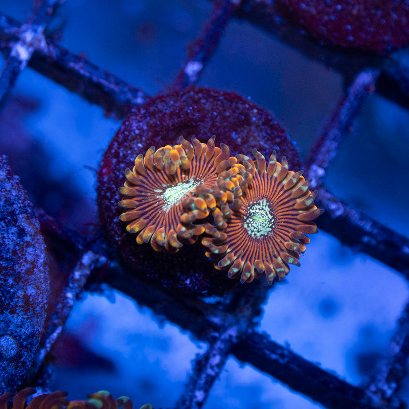 Magician Zoanthids - AquaGemCorals