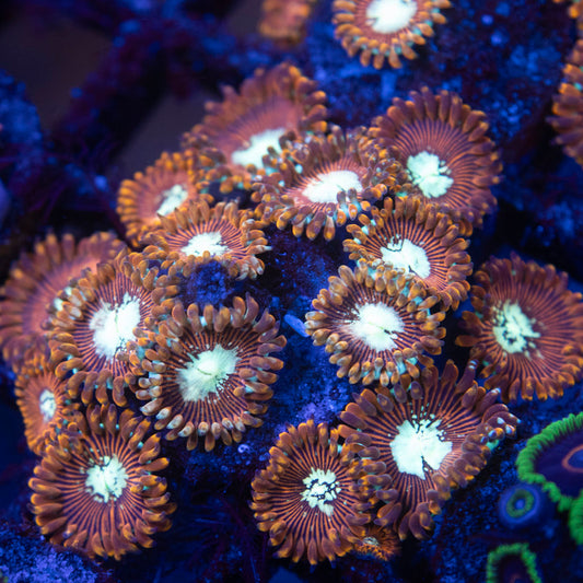 Magician Zoanthids