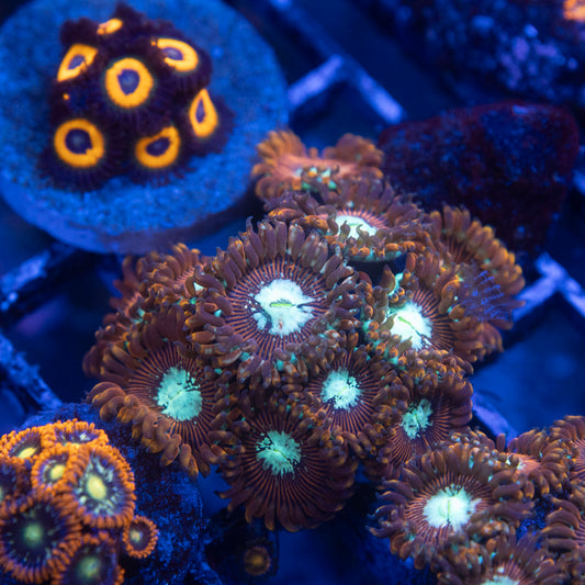 Magician Zoanthids