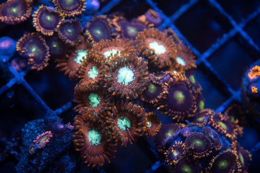 Magician Zoanthids