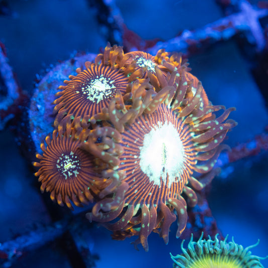 Magician Zoas  WYSIWYG coral from AquaGemCorals