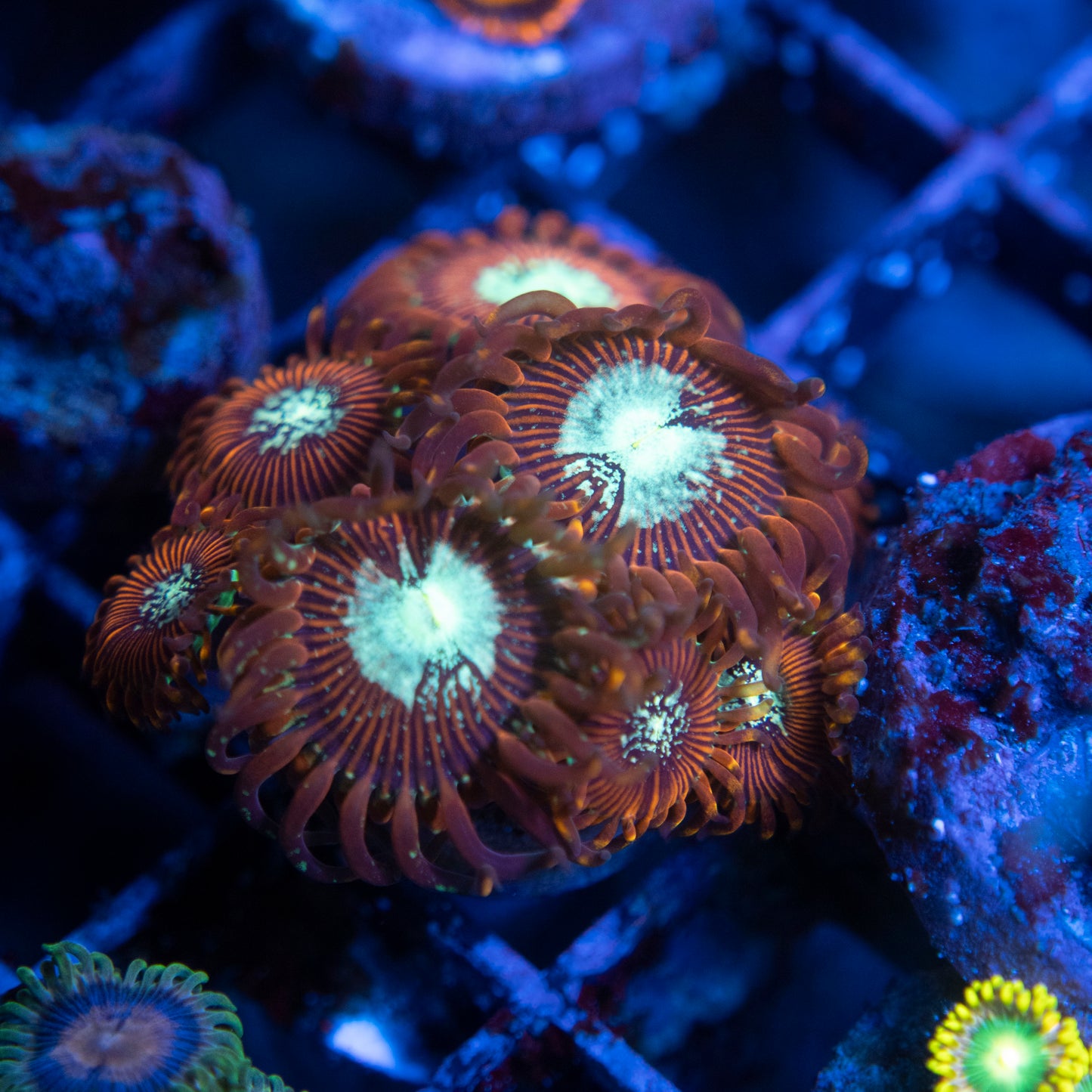 Magician Zoas  WYSIWYG coral from AquaGemCorals