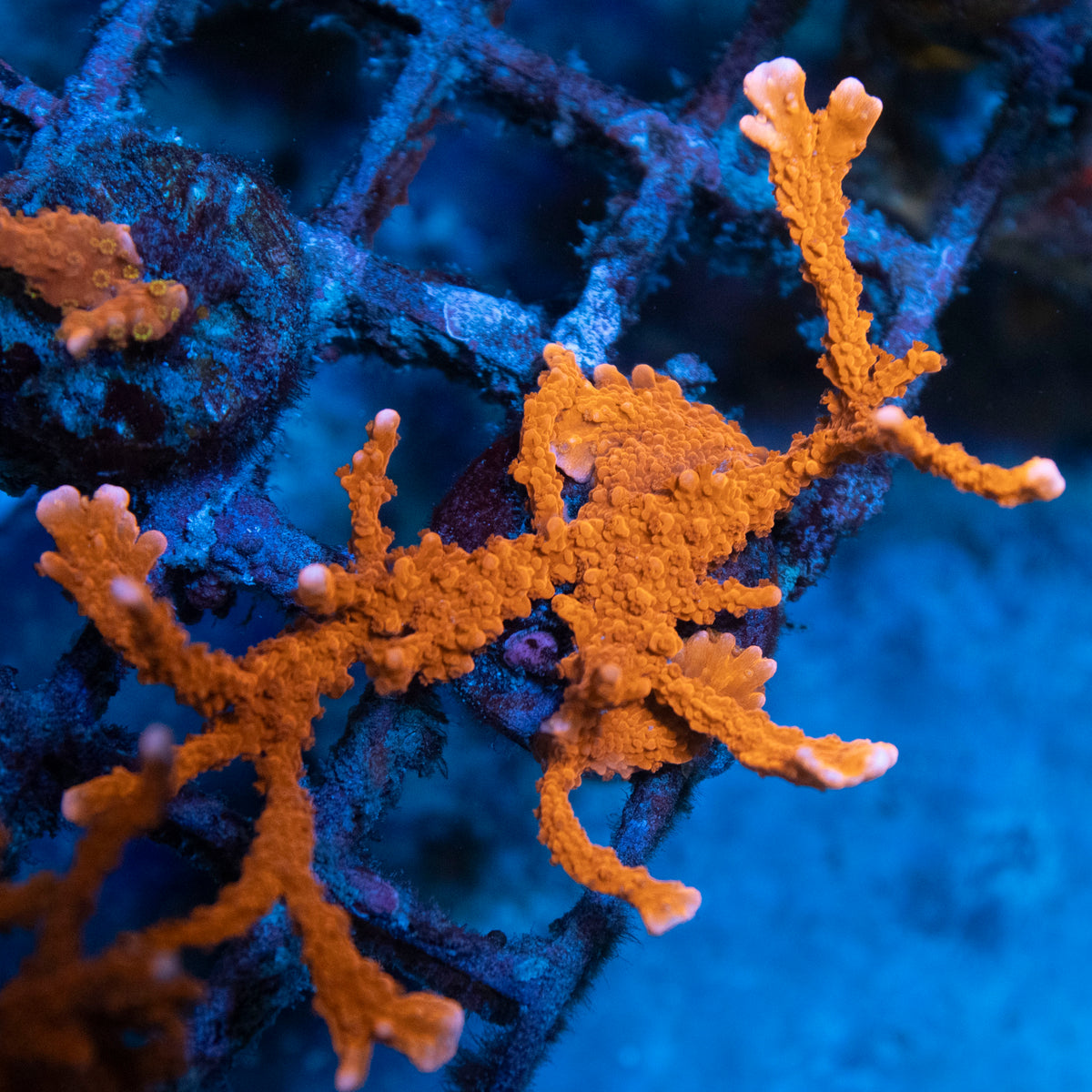 Manilia Spy Monti coral frag from AquaGem Corals