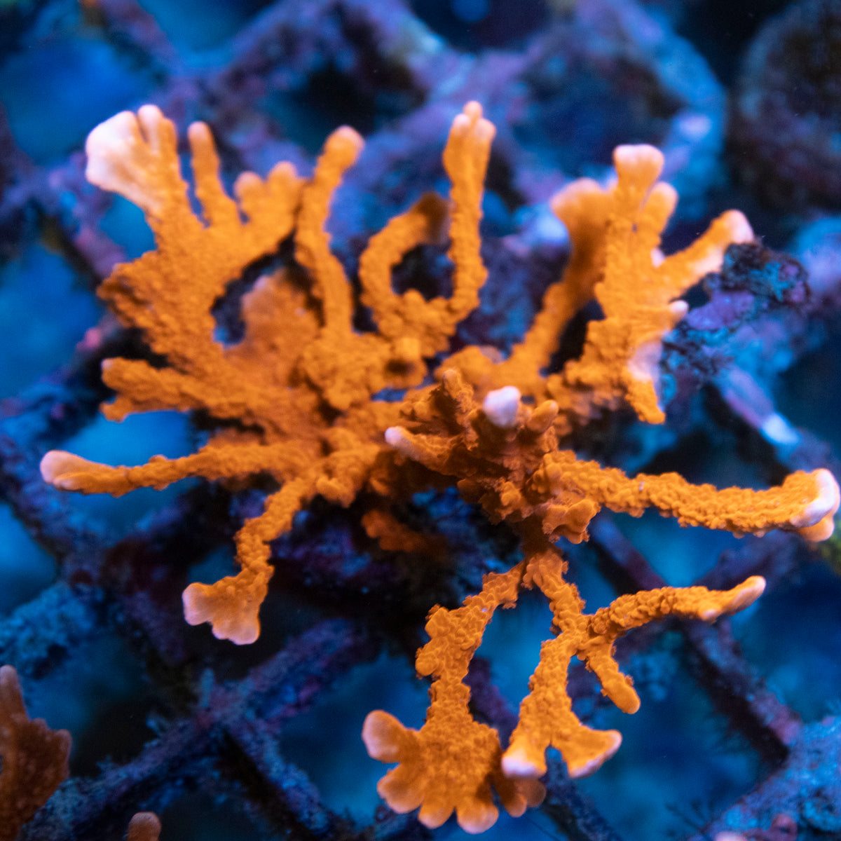 Manilia Spy Monti coral frag from AquaGem Corals