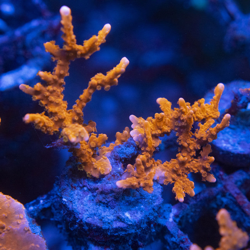 Manilia Spy Monti WYSIWYG live coral for sale at AquaGemCorals