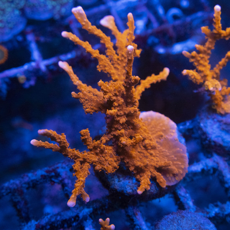 Manilia Spy Monti WYSIWYG live coral for sale at AquaGemCorals