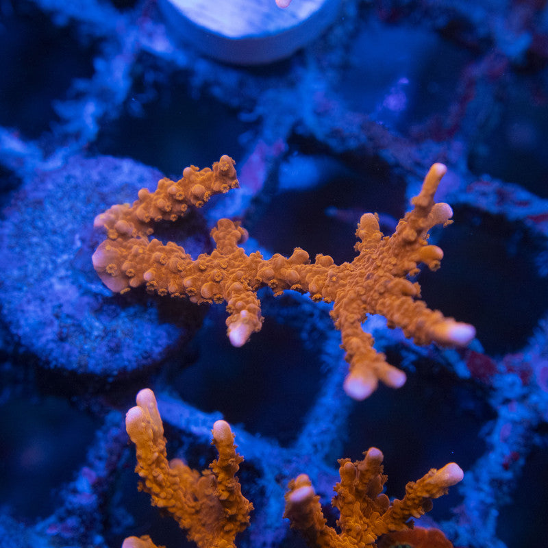 Manilia Spy Monti WYSIWYG live coral for sale at AquaGemCorals