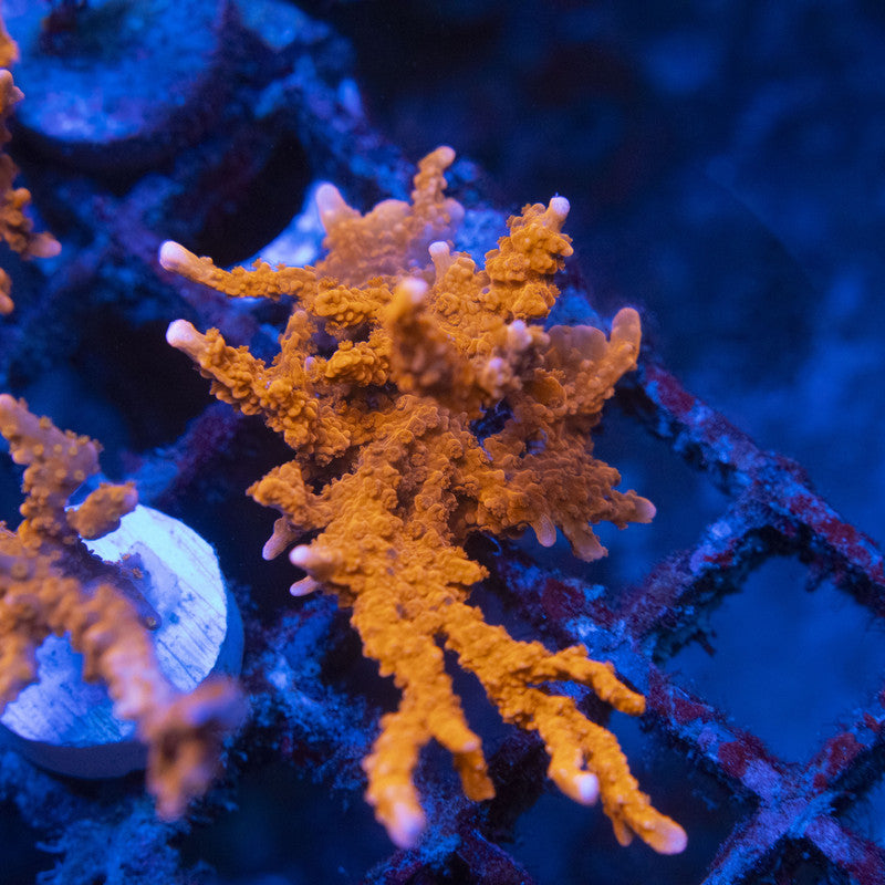 Manilia Spy Monti WYSIWYG live coral for sale at AquaGemCorals
