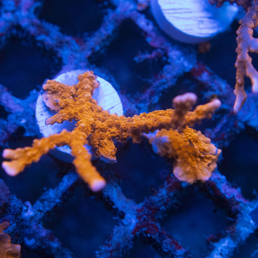Manilia Spy Monti WYSIWYG live coral for sale at AquaGemCorals