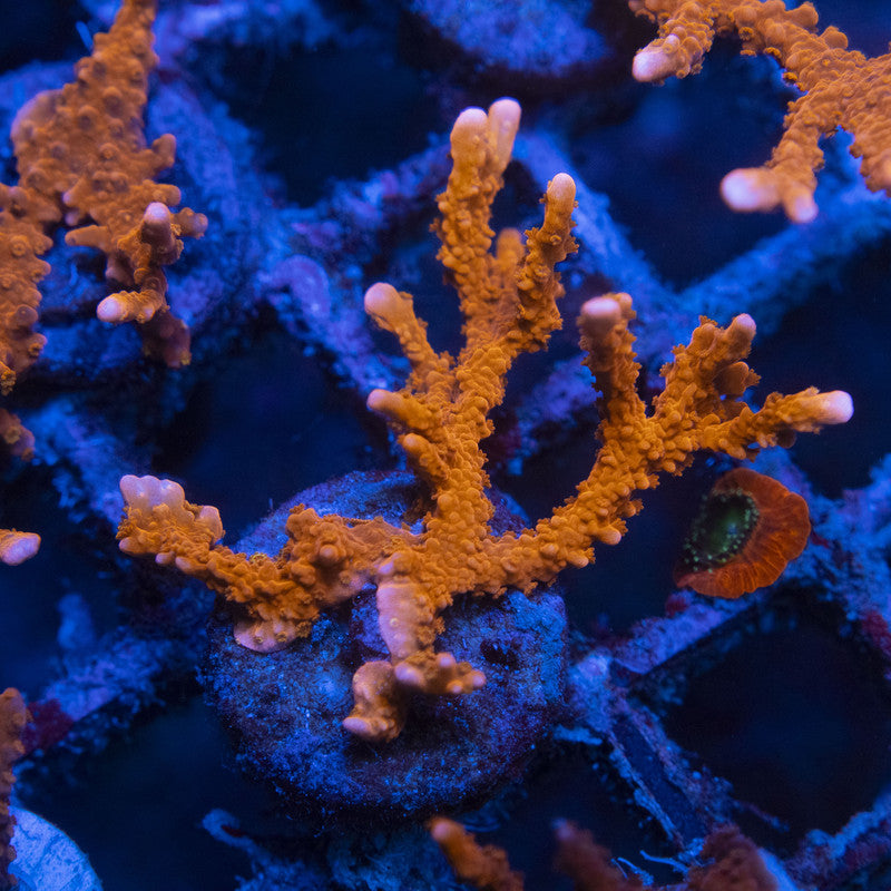 Manilia Spy Monti WYSIWYG live coral for sale at AquaGemCorals