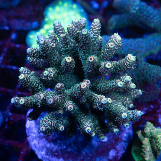 Maricultured Acro Colony - AquaGemCorals