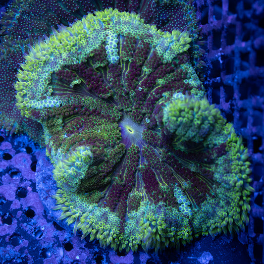 MaxiMini Carpet Anem - AquaGemCorals