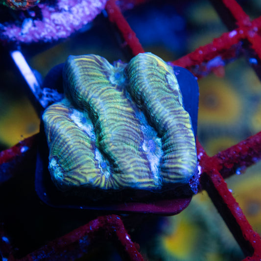 Maze Brain Platygyra