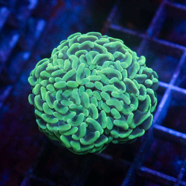 Metallic Aussie Branching Hammer